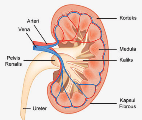 Detail Gambar Paru Paru Sebagai Alat Ekskresi Gambar Kulit Sebagai Alat Ekskresi Nomer 49