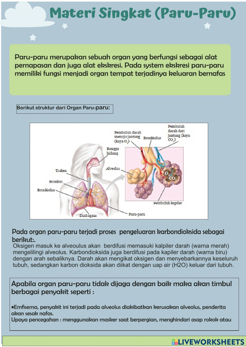 Detail Gambar Paru Paru Sebagai Alat Ekskresi Gambar Kulit Sebagai Alat Ekskresi Nomer 52