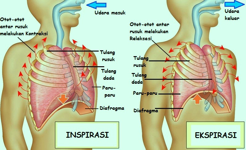 Detail Gambar Paru Paru Soal Nomer 30