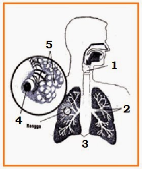 Detail Gambar Paru Paru Soal Nomer 42