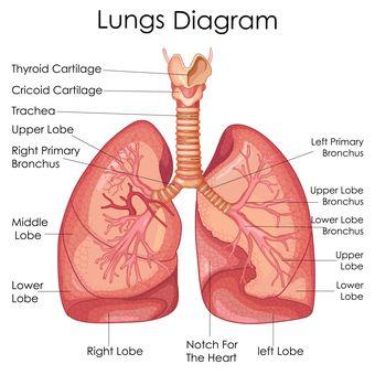 Gambar Paru Paru Yang Terlihat Aveolusnya - KibrisPDR