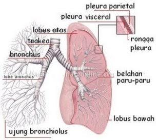 Detail Gambar Paru Paru Yang Terlihat Aveolusnya Nomer 3