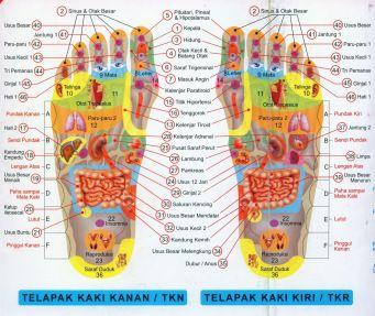 Detail Gambar Paru Paru Yang Terlihat Aveolusnya Nomer 31