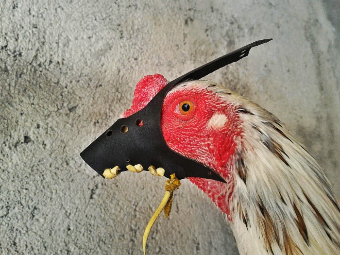 Detail Gambar Paruh Ayam Nomer 13