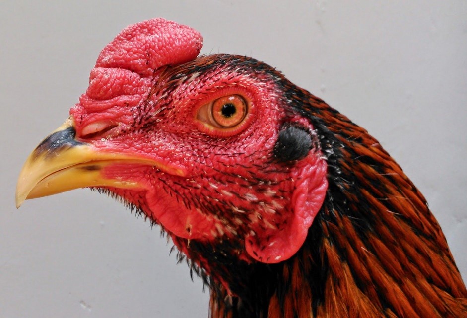 Detail Gambar Paruh Ayam Nomer 7