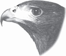 Detail Gambar Paruh Burung Nomer 50
