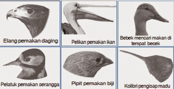 Detail Gambar Paruh Burung Elang Nomer 29