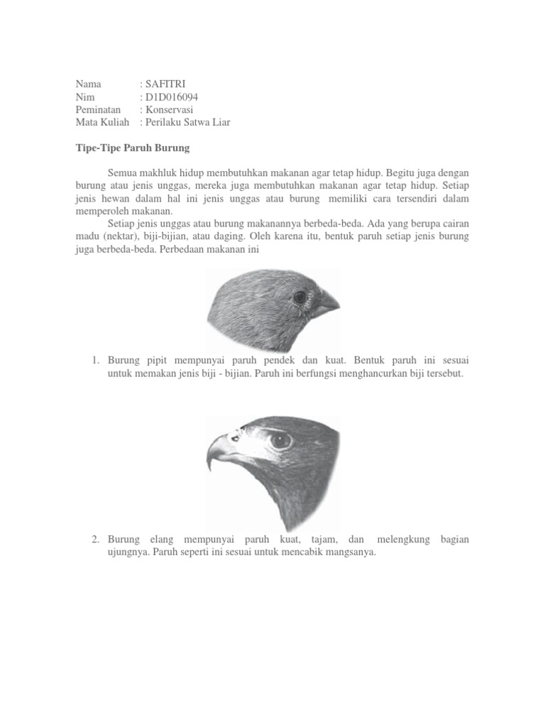 Detail Gambar Paruh Burung Elang Nomer 43