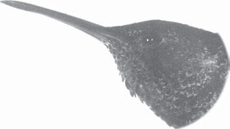 Detail Gambar Paruh Burung Kolibri Nomer 16
