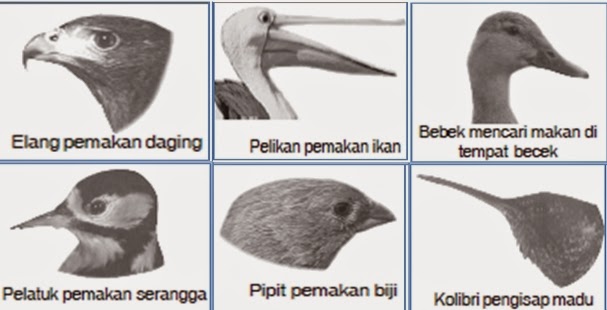 Detail Gambar Paruh Burung Kolibri Nomer 25