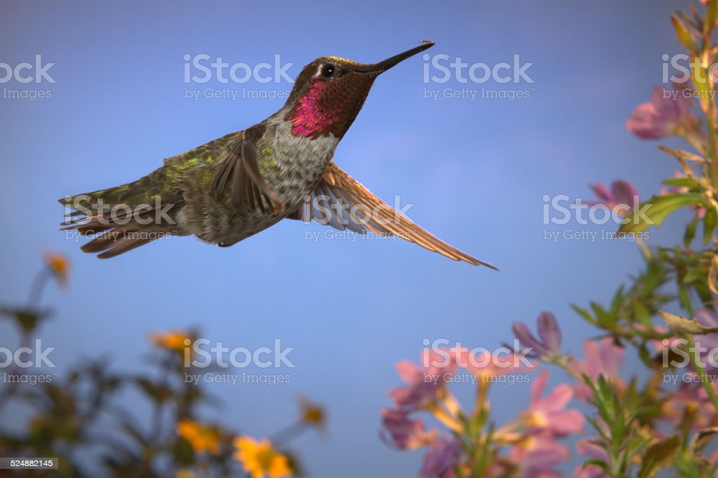 Detail Gambar Paruh Burung Kolibri Nomer 31