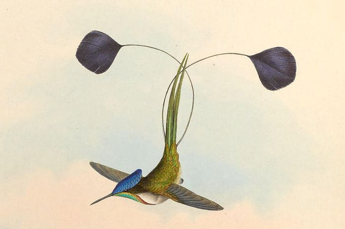 Detail Gambar Paruh Burung Kolibri Nomer 55