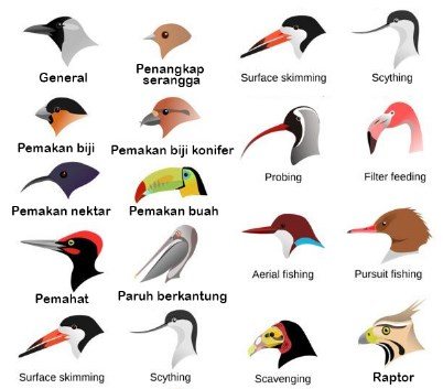 Detail Gambar Paruh Burung Pemakan Daging Nomer 10