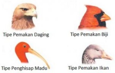 Detail Gambar Paruh Burung Pemakan Daging Nomer 11