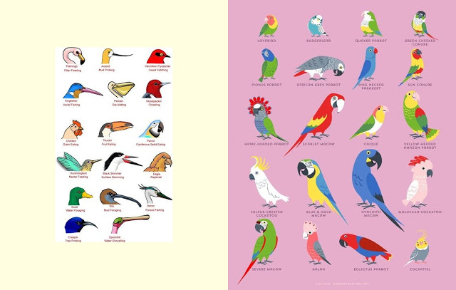 Detail Gambar Paruh Burung Pemakan Daging Nomer 18