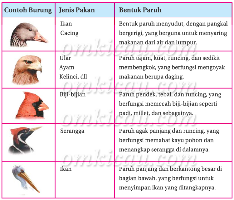 Detail Gambar Paruh Burung Pemakan Ikan Nomer 11