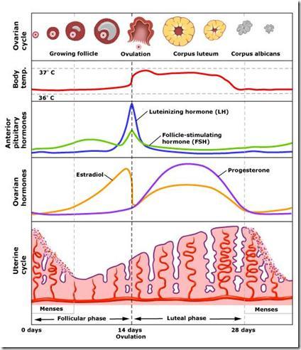 Detail Gambar Patofisiologi Menstruasi Nomer 13