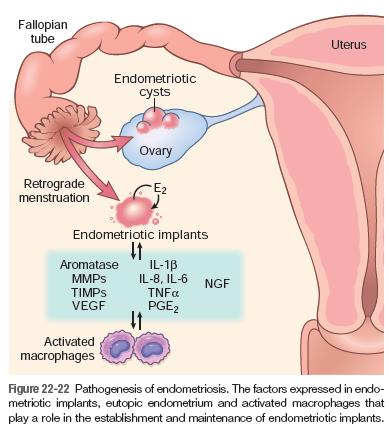 Gambar Patofisiologi Menstruasi - KibrisPDR