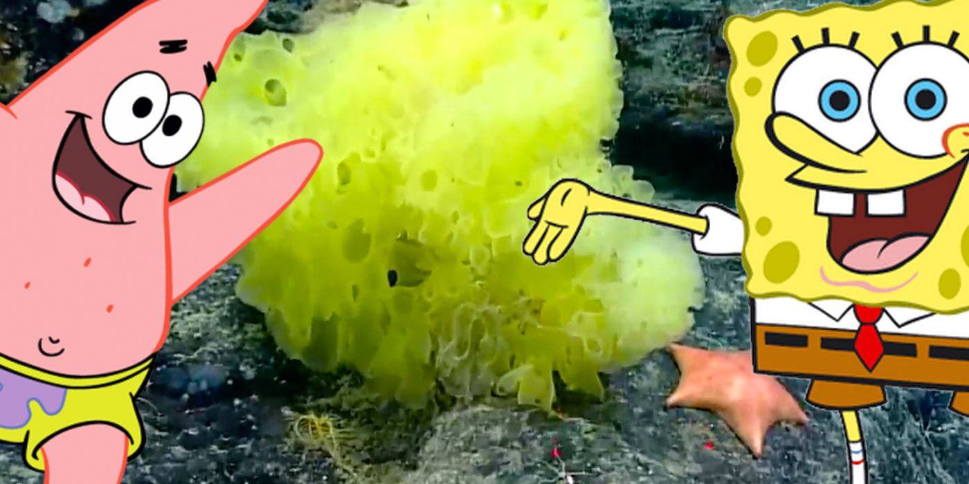 Detail Gambar Patrick Spongebob Keren Nomer 50