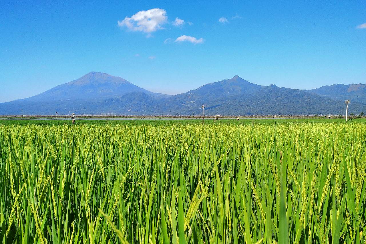 Detail Gambar Pegunungan Dan Sawah Nomer 46