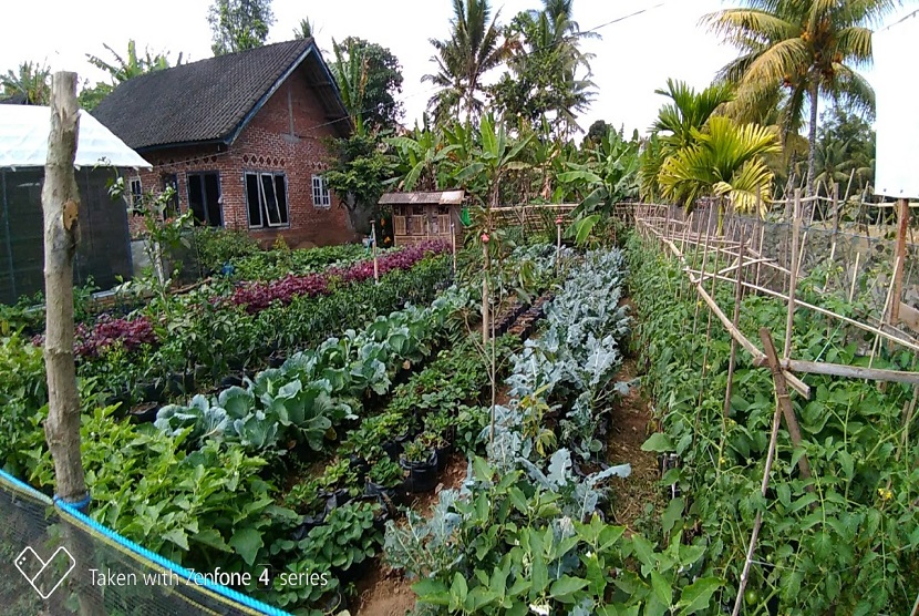 Detail Gambar Pekarangan Rumah Nomer 12