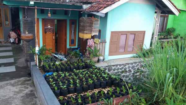 Detail Gambar Pekarangan Rumah Nomer 29