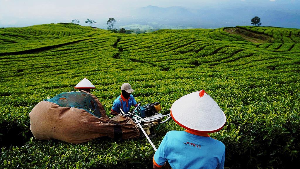 Detail Gambar Pekerja Perkebunan Teh Nomer 31