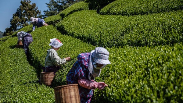 Detail Gambar Pekerja Perkebunan Teh Nomer 41