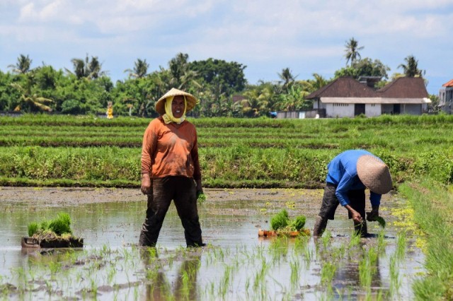 Detail Gambar Pekerjaan Petani Nomer 8