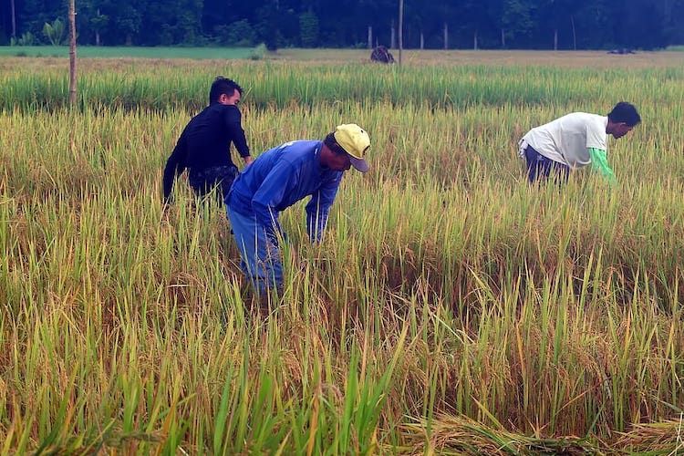 Detail Gambar Pekerjaan Petani Nomer 12