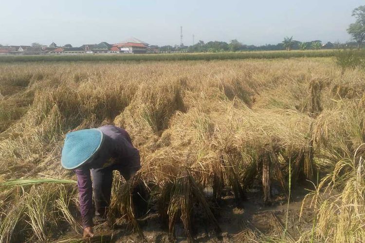 Detail Gambar Pekerjaan Petani Nomer 22