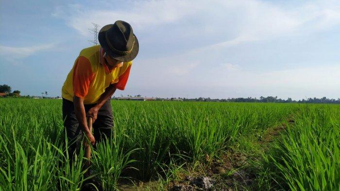 Detail Gambar Pekerjaan Petani Nomer 29