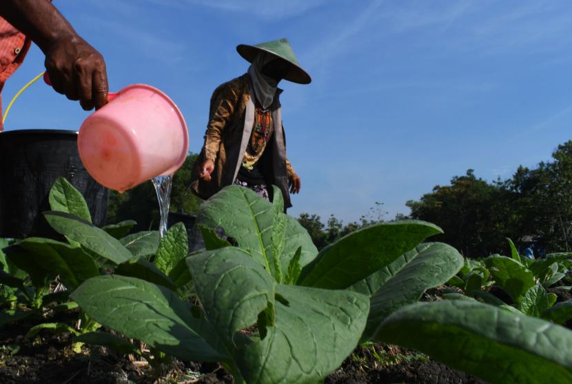 Detail Gambar Pekerjaan Petani Nomer 33