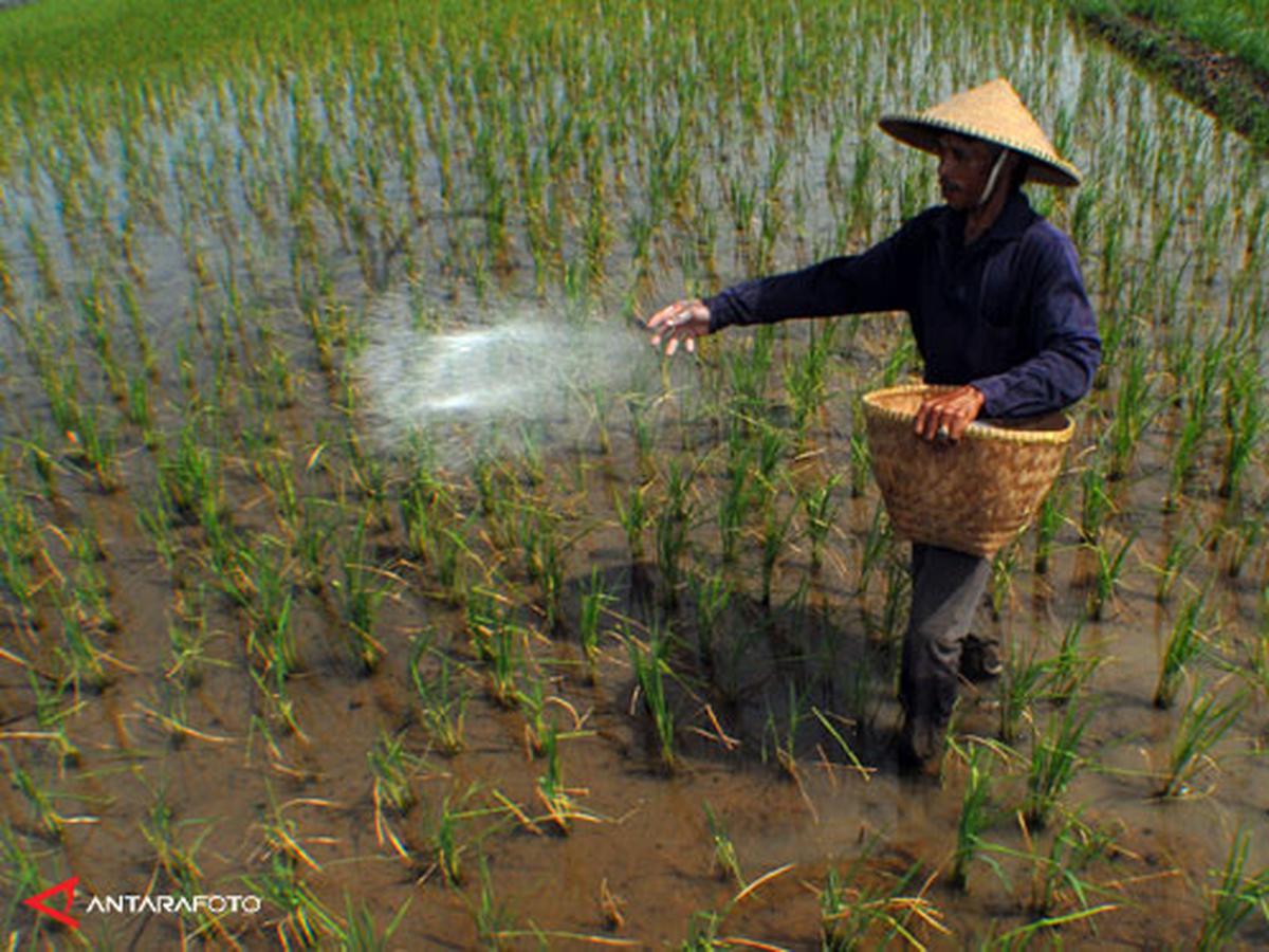 Detail Gambar Pekerjaan Petani Nomer 37