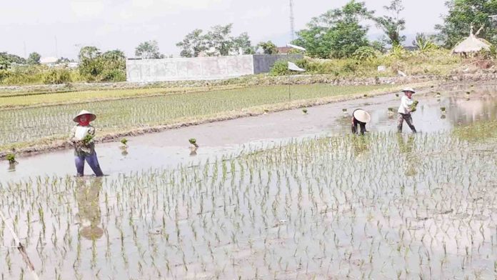 Detail Gambar Pekerjaan Petani Nomer 39