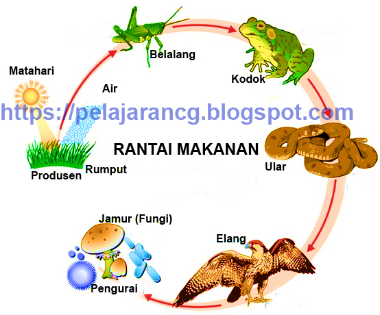 Detail Gambar Pelajaran Ipa Nomer 21