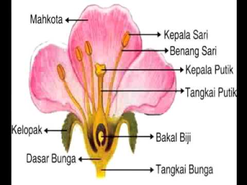 Detail Gambar Pelajaran Ipa Nomer 31