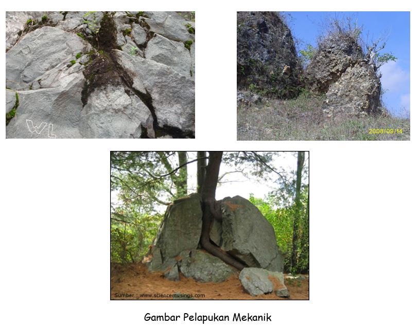 Detail Gambar Pelapukan Biologi Nomer 6