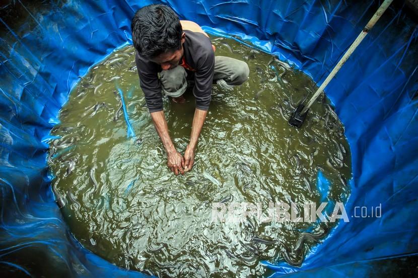 Detail Gambar Pelatihan Budi Daya Lele Nomer 19