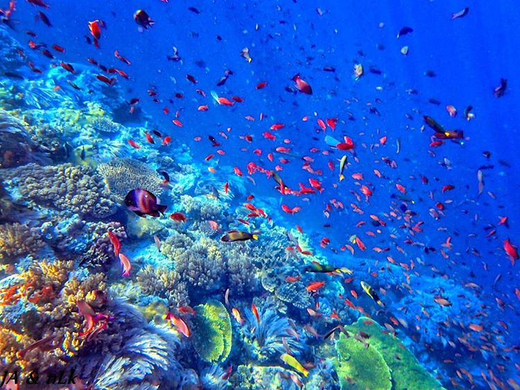 Detail Gambar Pemandangan Alam Bawah Laut Nomer 14