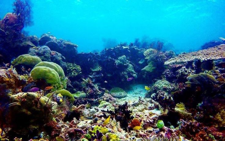 Detail Gambar Pemandangan Alam Bawah Laut Nomer 18