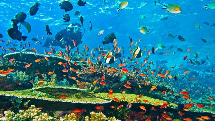 Detail Gambar Pemandangan Alam Bawah Laut Nomer 22