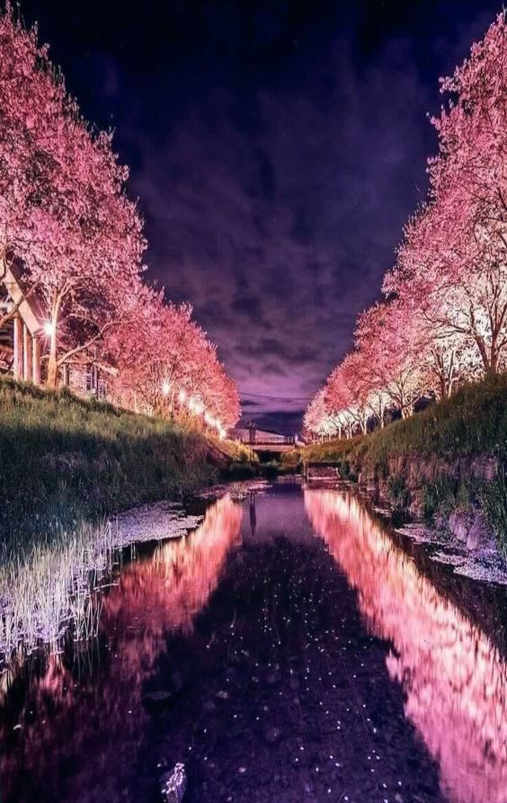 Detail Gambar Pemandangan Alam Bunga Sakura Nomer 11