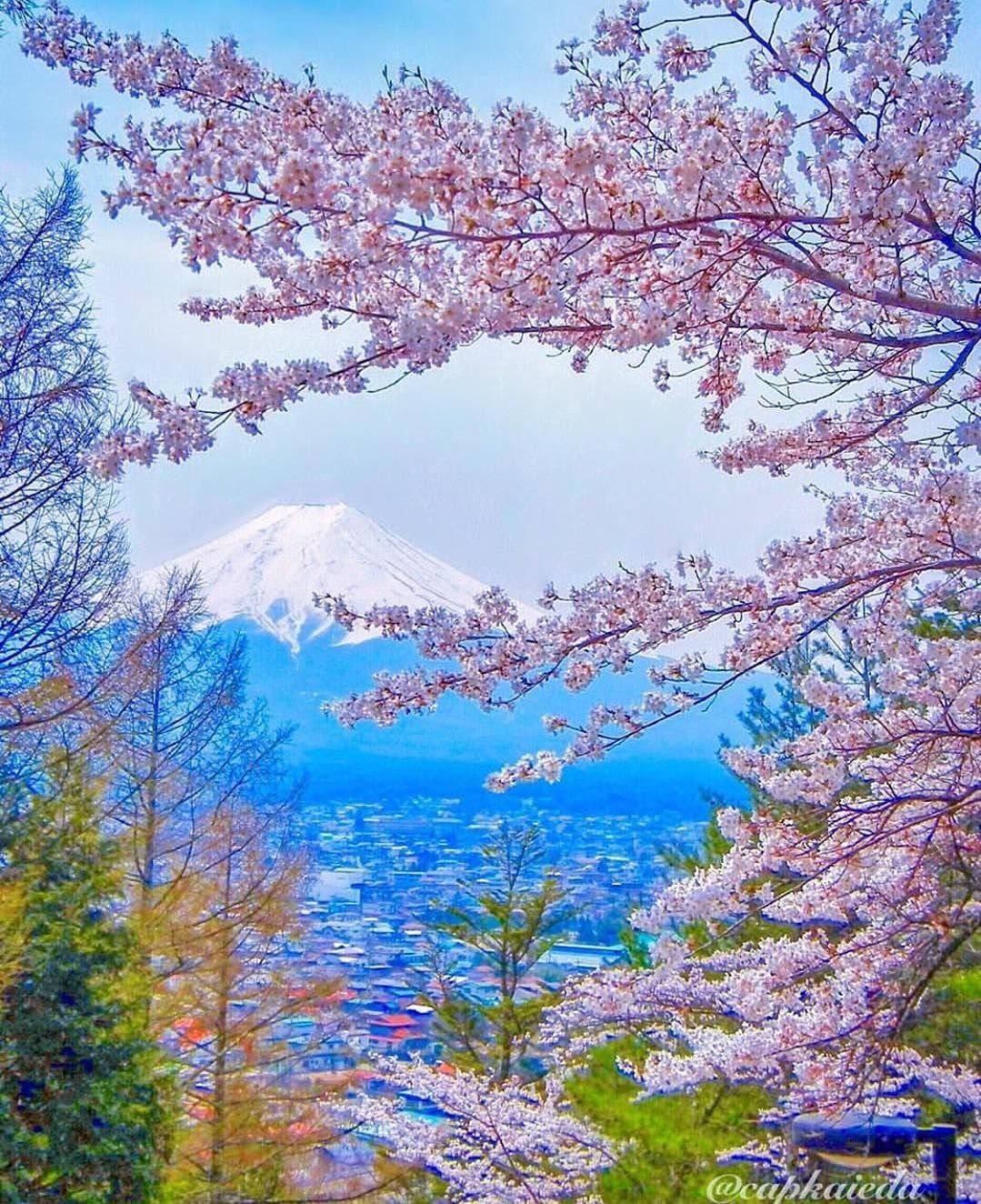 Detail Gambar Pemandangan Alam Bunga Sakura Nomer 12