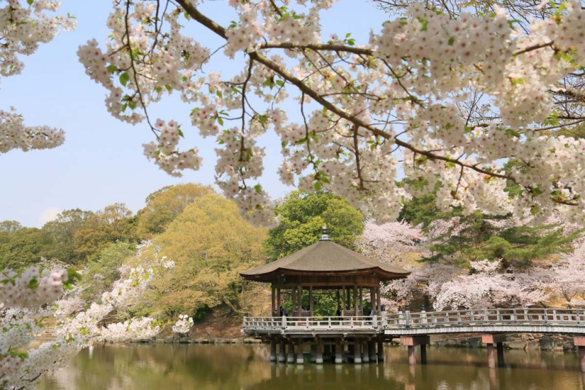Detail Gambar Pemandangan Alam Bunga Sakura Nomer 14