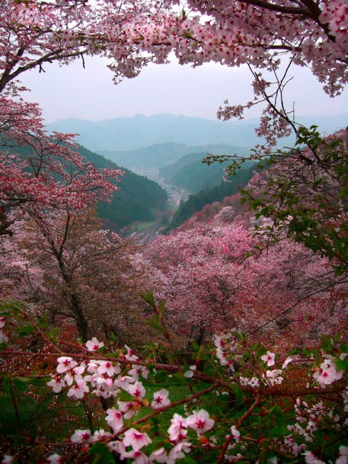 Detail Gambar Pemandangan Alam Bunga Sakura Nomer 21
