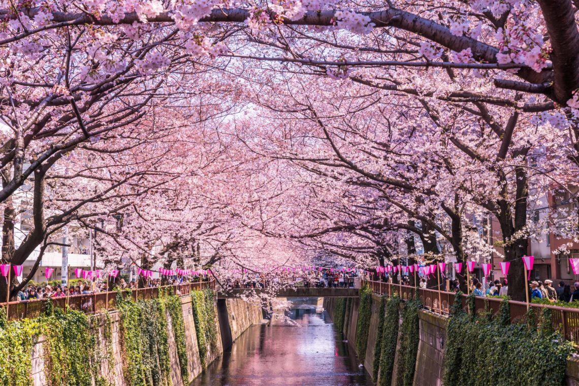 Detail Gambar Pemandangan Alam Bunga Sakura Nomer 24