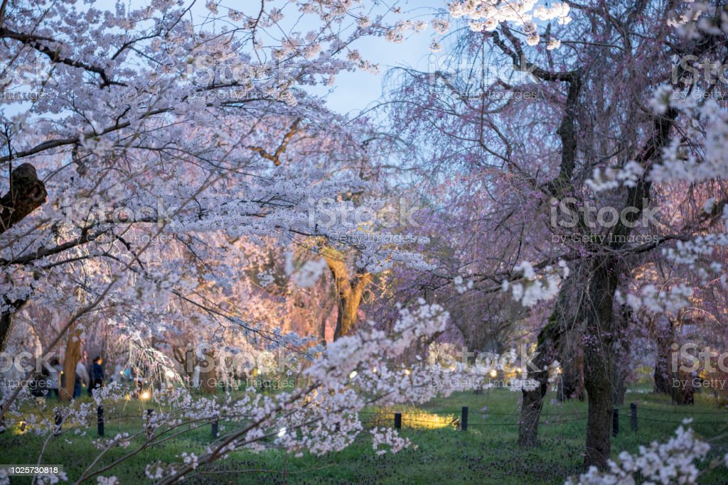 Detail Gambar Pemandangan Alam Bunga Sakura Nomer 25