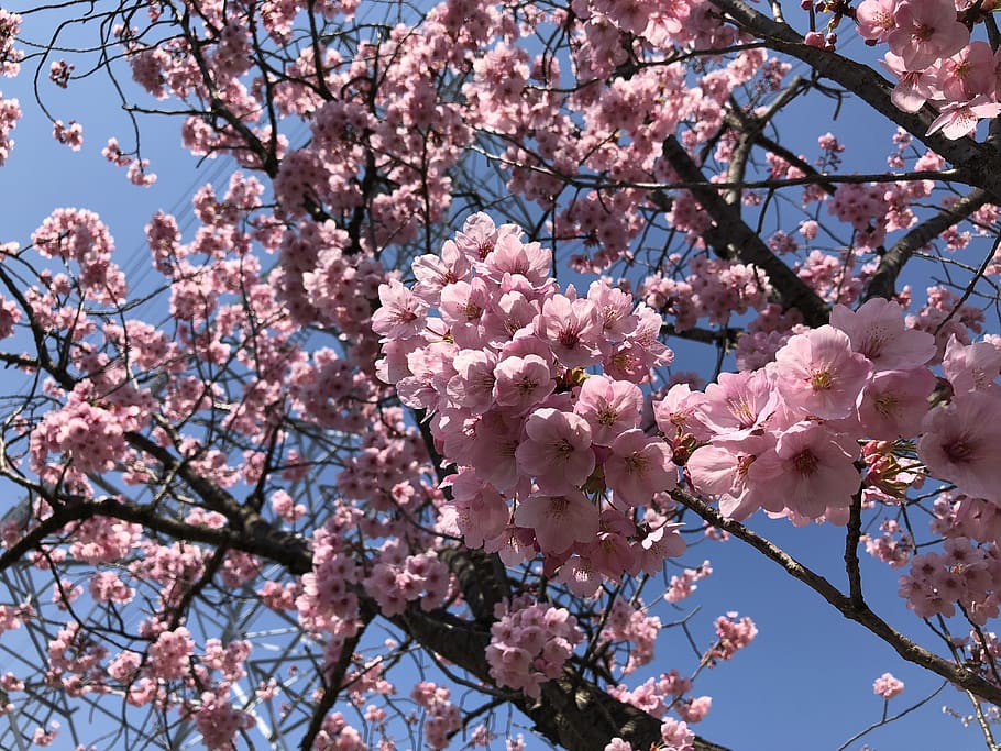 Detail Gambar Pemandangan Alam Bunga Sakura Nomer 29