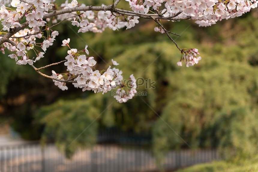 Detail Gambar Pemandangan Alam Bunga Sakura Nomer 32